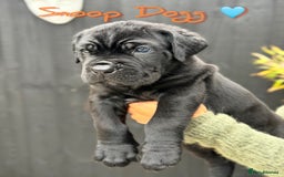 Mixed Breed dogs for sale: Mastiff pups available  - Image 3