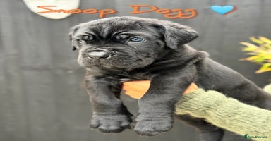 Mixed Breed dogs - Advert 4