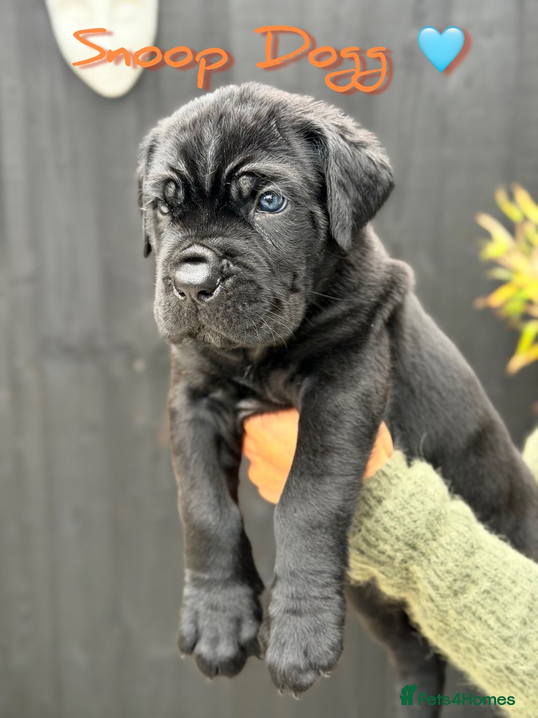 Mixed Breed dogs for sale: Mastiff pups available  - Image 3