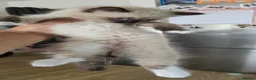 Ragdoll cats for sale: Beautiful ragdolls kitten for you 😍 in Barking - Advert 6