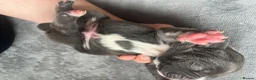 American Bull Staffy dogs for sale: Staffy pups - Advert 5