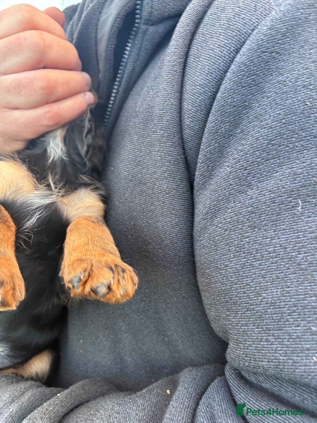 Cocker Spaniel dogs for sale: Beautifully marked Cocker Spaniel Pups For Sale - Advert 15