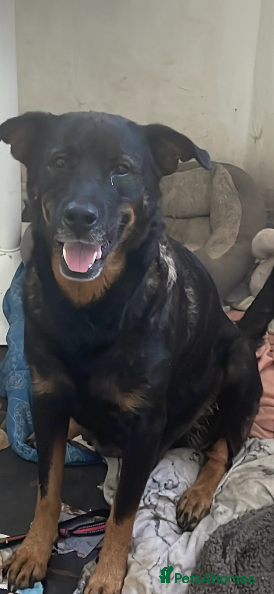 Rottweiler dogs for sale: £750    2 left Rottweilers with a hint of husky  - Advert 12