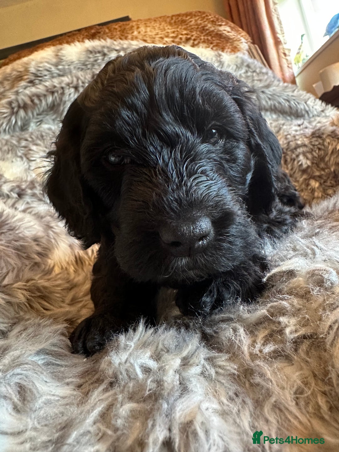 Labradoodle dogs for sale: Our Final Available Puppy - Ready 4th January  - Advert 4