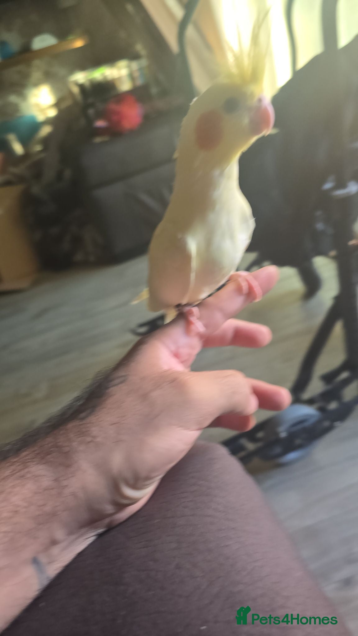 Cockatiels birds Cockatiel hand reared  - Advert 2