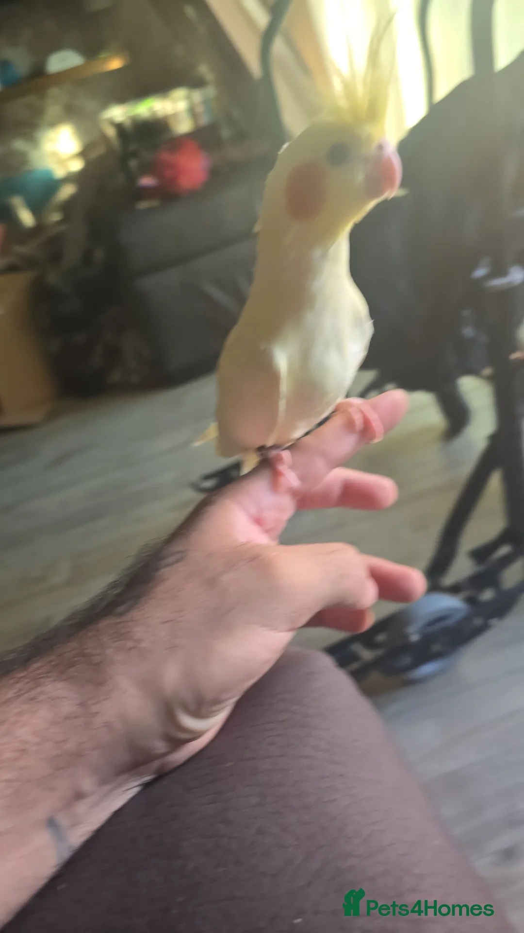 Cockatiels birds for sale: Cockatiel hand reared  - Advert 2