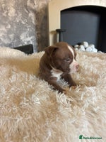 American Bully dogs ✨ Pocket bully puppies ✨ - Advert 1