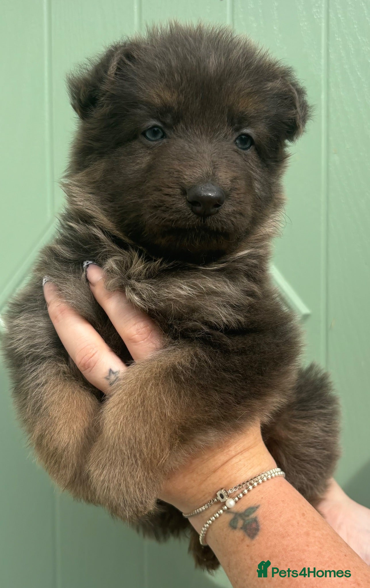 German Shepherd dogs *Stunning KC German Shepherds* - Advert 1