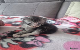 Maine Coon cats for sale: Gorgeous Maine Coons for sale - Image 6