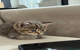Mixed Breed cats for sale: Half Ragdoll, Half British Shorthairs  - Image 10