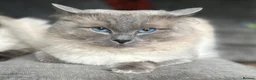 Ragdoll cats for sale: Ragdoll kitten for sale  - Advert 10