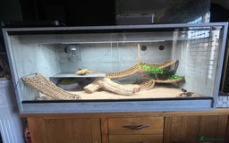 Bearded Dragon reptiles for sale: Bearded Dragon & full set up  - Image 1