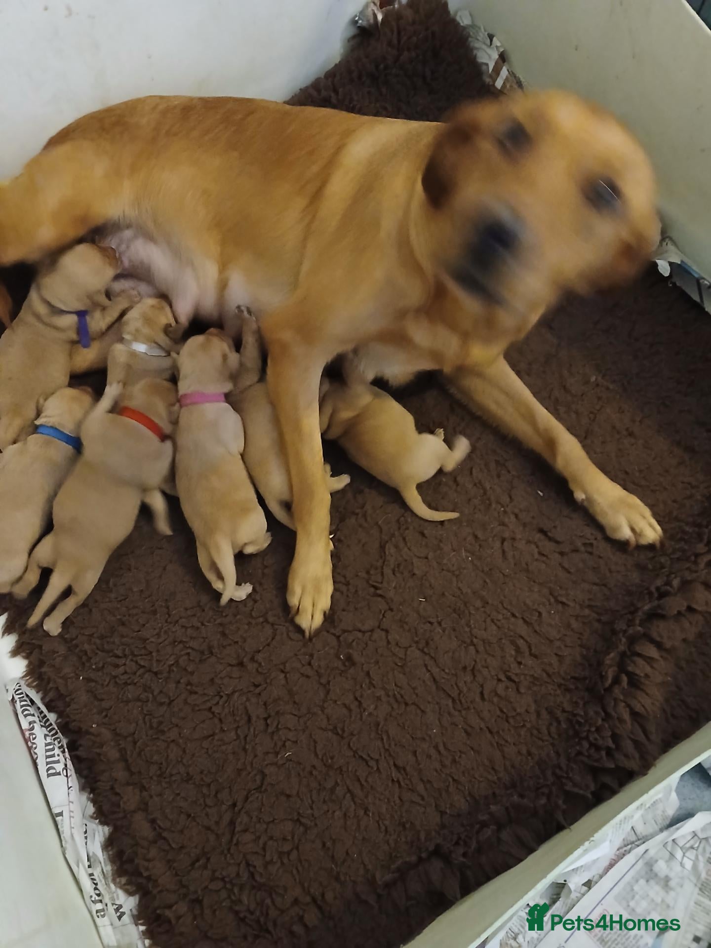 Labrador Retriever dogs Fox red labrador puppies  - Advert 1