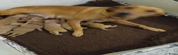 Labrador Retriever dogs for sale: Fox red labrador puppies  - Advert 1