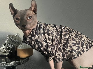 Sphynx cats Beautiful Boy Sphynx - Advert 1