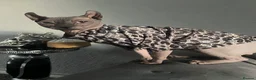 Sphynx cats for sale: Beautiful Boy Sphynx - Advert 1