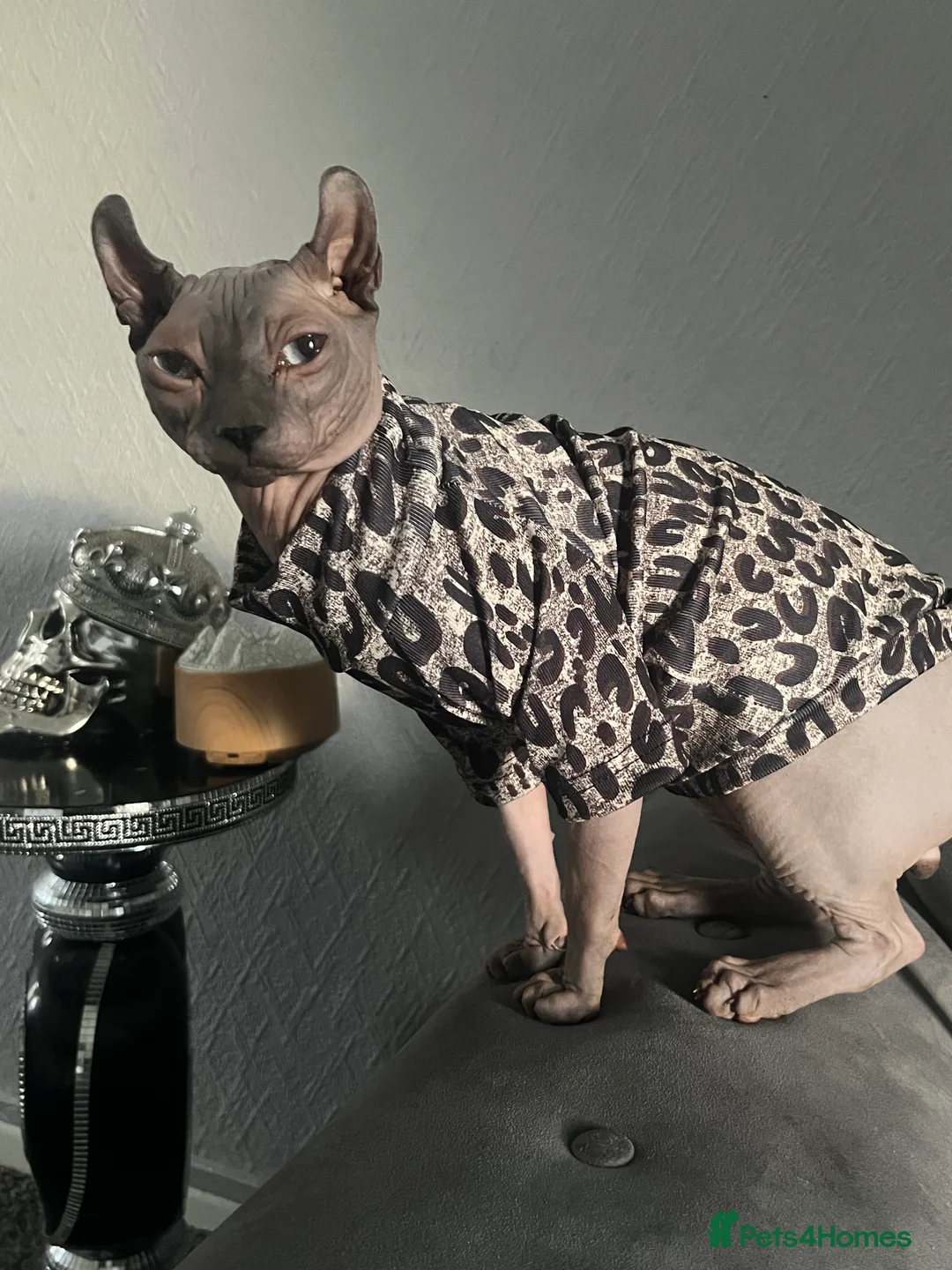 Sphynx cats for sale: Beautiful Boy Sphynx - Advert 1