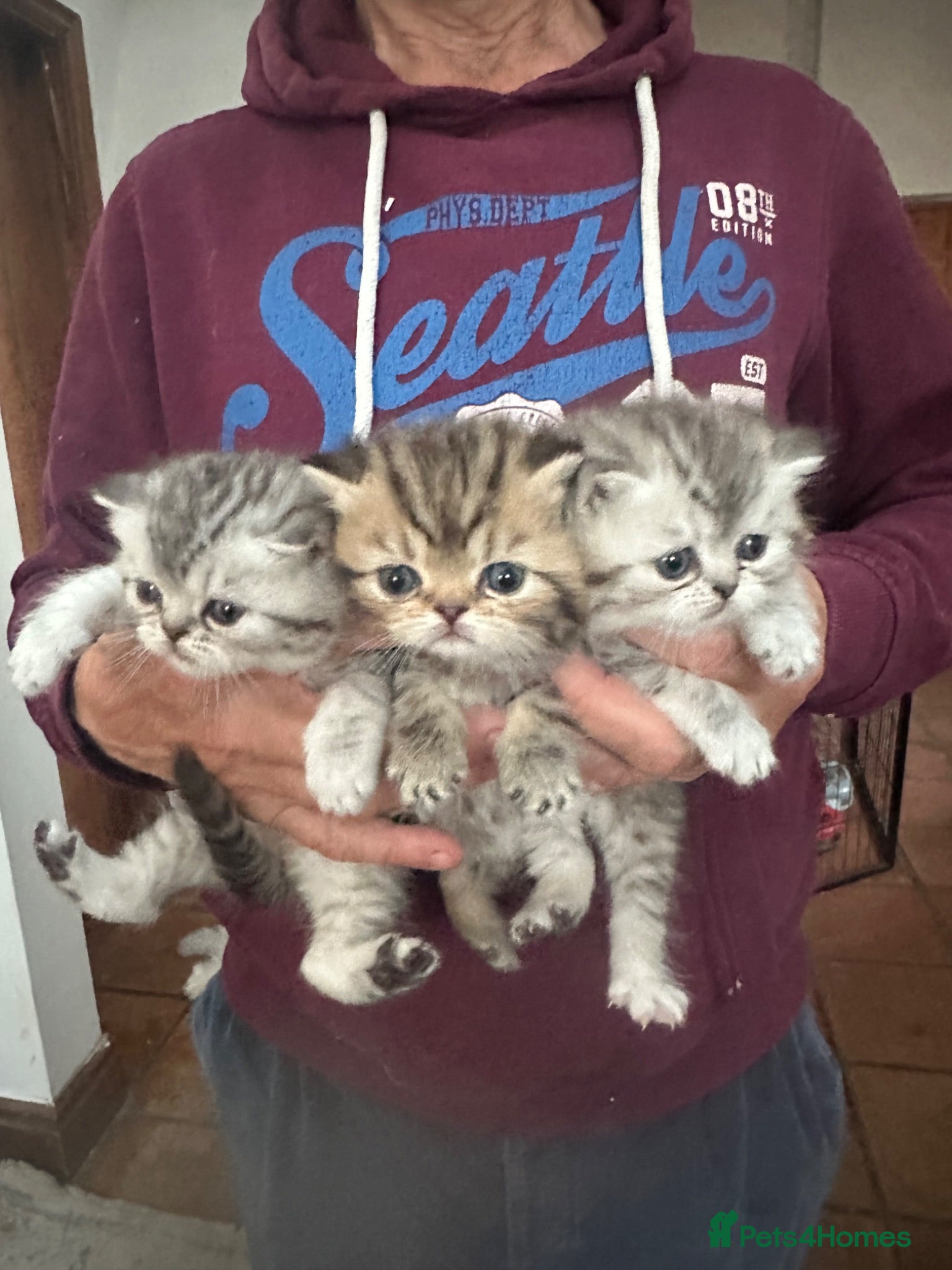 Exotic cats Beautiful Exotic kittens for sale  - Advert 1