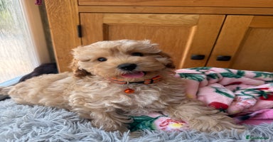 Cavapoo dogs - Advert 16