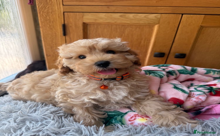 Cavapoo dogs - Advert 5