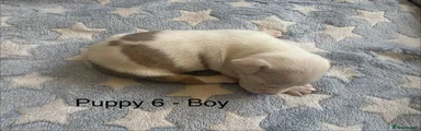 Staffordshire Bull Terrier 6