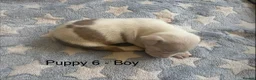 Staffordshire Bull Terrier dogs for sale: Staff puppies for sale  - Advert 10