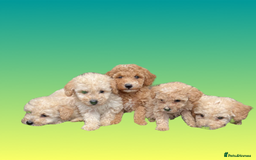 Cockapoo dogs for sale: F1B cockapoo puppys - Image 1