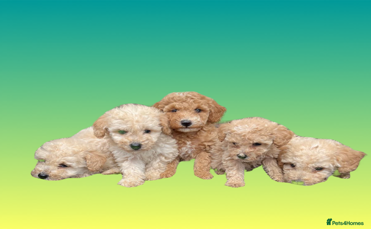 Cockapoo dogs - Advert 10