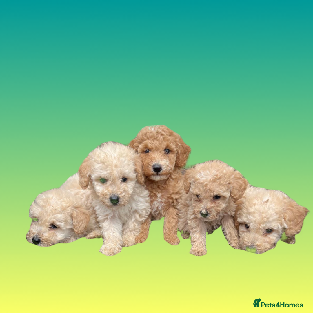 Cockapoo dogs for sale: F1B cockapoo puppys - Image 1