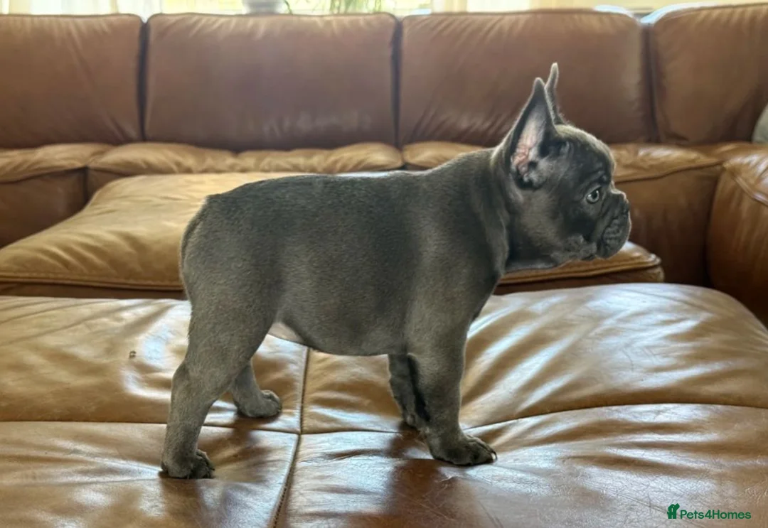 French Bulldog dogs for sale: Quality and classic French Bulldog puppies in Birmingham - Advert 2