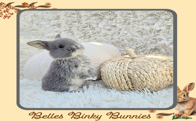 Mini Lop rabbits - Advert 11