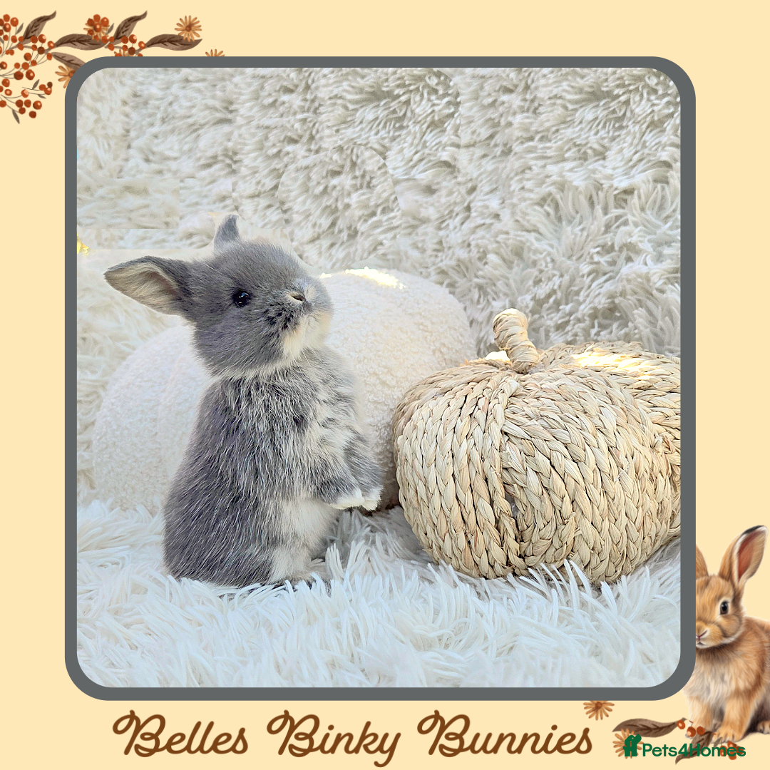 Mini Lop rabbits for sale: 🧡 Baby Mini Lops 🧡 Ready 22nd Oct 🧡 - Image 1
