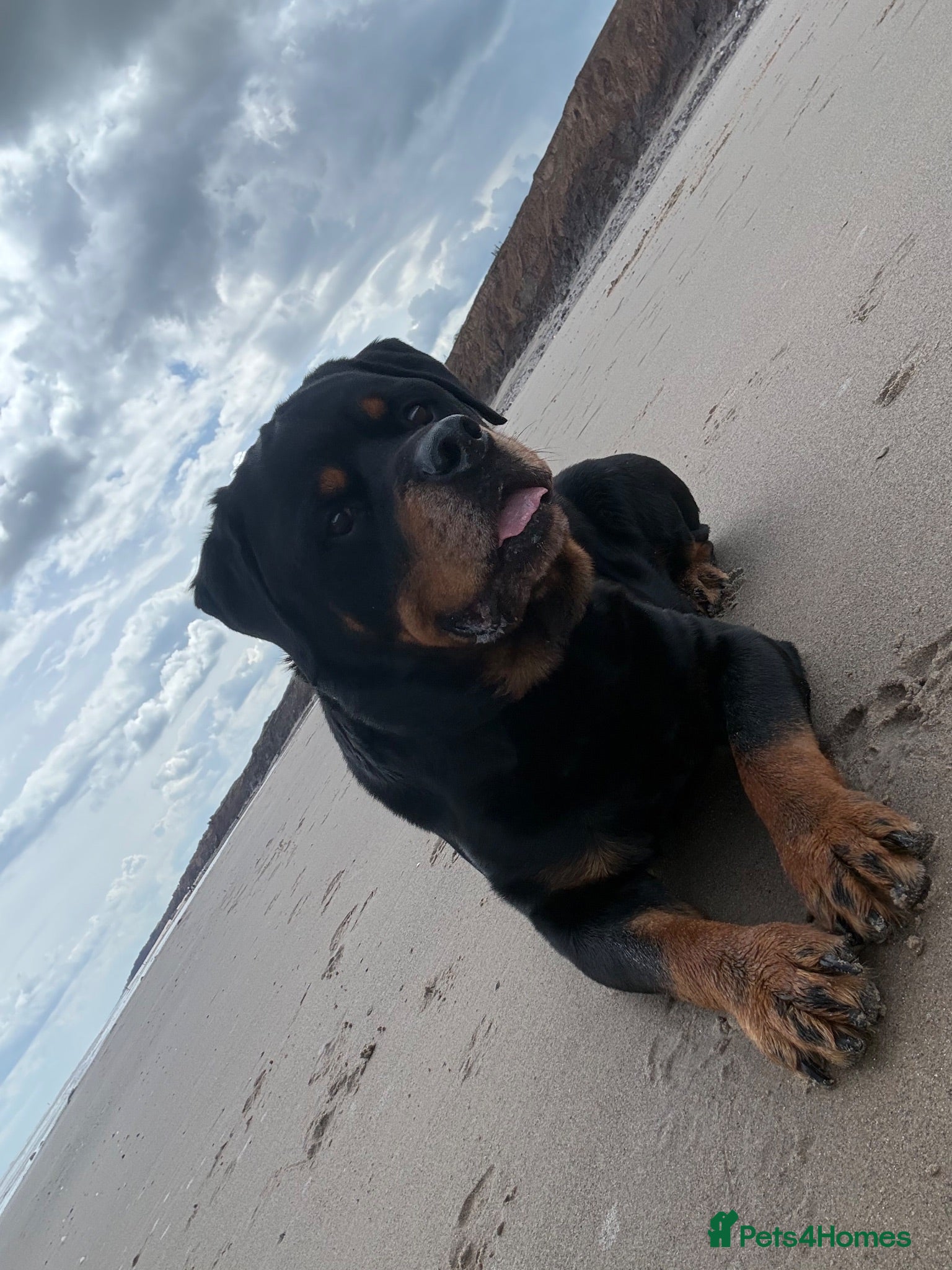 Rottweiler dogs *CHAMPION BLOODLINE*PROVEN STUD - Advert 3