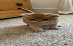 British Shorthair cats for sale: Gccf NY12 kittens world champion lines - Advert 10