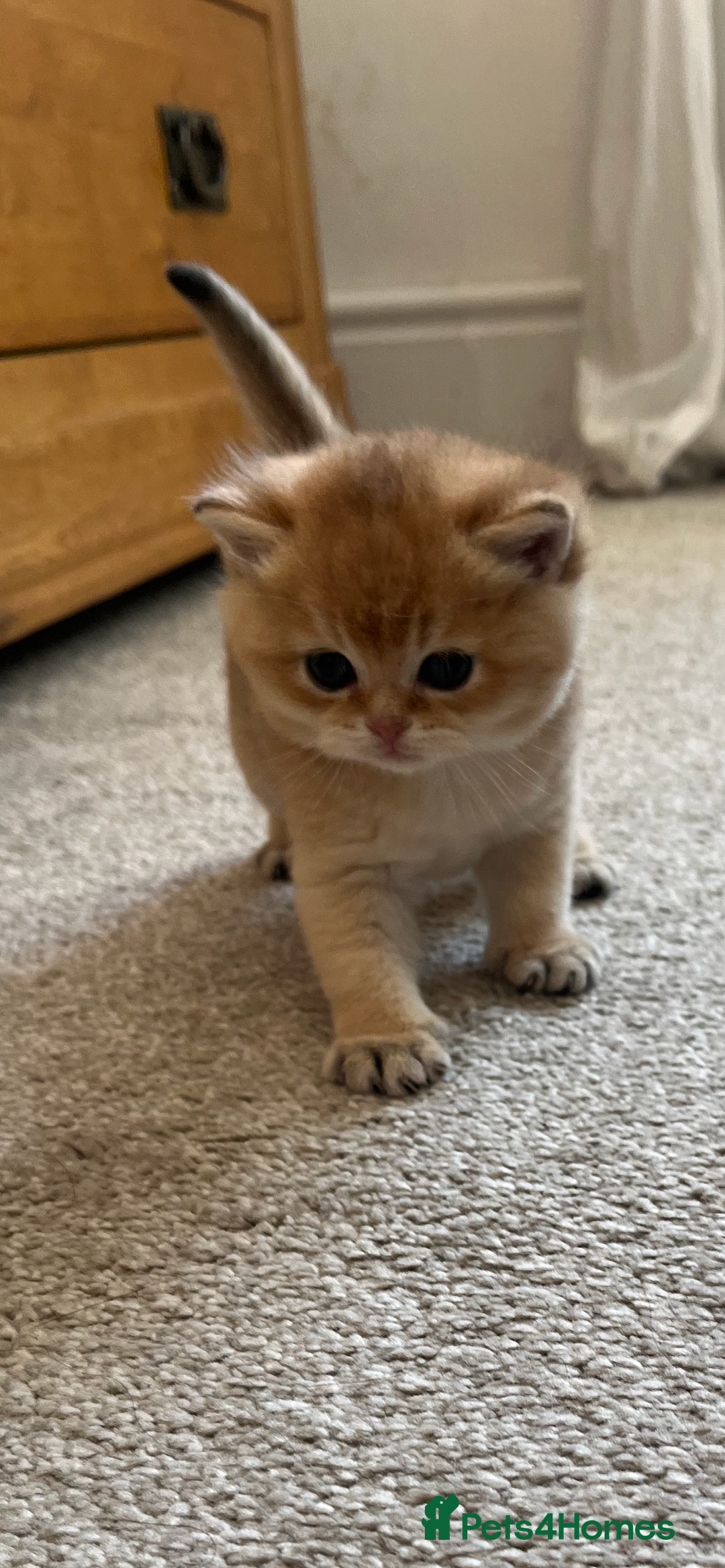 British Shorthair cats for sale: Gccf NY12 kittens world champion lines - Advert 10