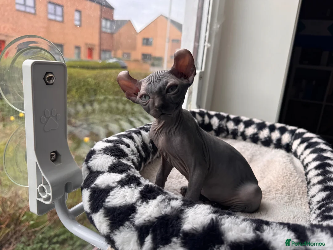 Sphynx cats for sale: Gorgeous Elf ear Sphynx boy - Advert 7