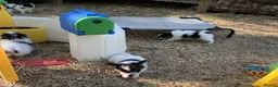 Papillon dogs for sale: Exquisite Papillon Puppies with Exceptional Charm in Cardiff - Advert 1