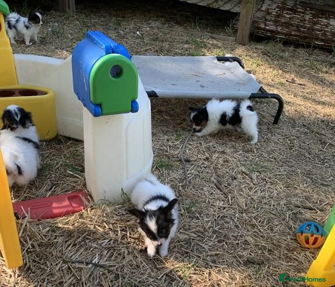 Papillon dogs for sale: Exquisite Papillon Puppies with Exceptional Charm in Cardiff - Advert 1