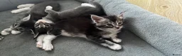 Maine Coon cats for sale: Maine coon kittens  in Leigh-on-Sea - Advert 6