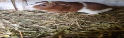 Guinea Pig rodents for sale: Bonded pair of male guineapigs  - Advert 2