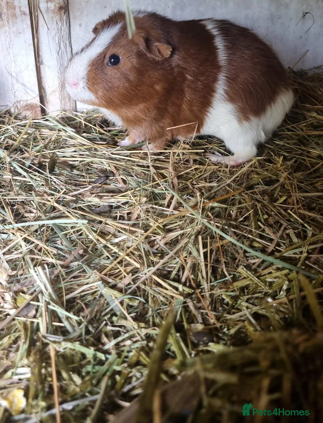 Guinea Pig rodents for sale: Bonded pair of male guineapigs  - Advert 2