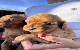 Cavapoo dogs for sale: Beautiful Tiny Cavapoos  - Image 4