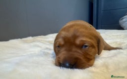 Labrador Retriever dogs for sale: KC REGISTERED FOX RED LABRADOR PUPPY  - Image 16