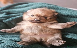 Pomeranian dogs for sale: Beautiful teddy like pomeranians - Image 4