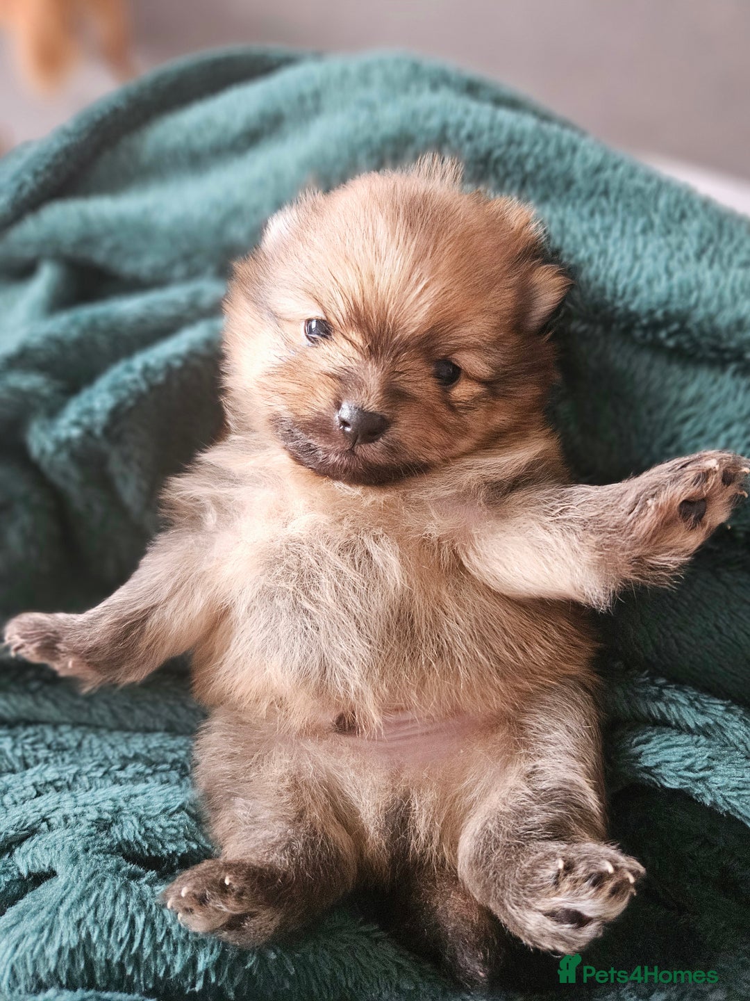 Pomeranian dogs for sale: Beautiful teddy like pomeranians - Image 4