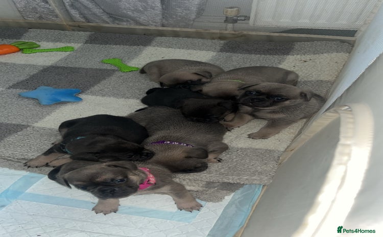 Frug dogs - Advert 5