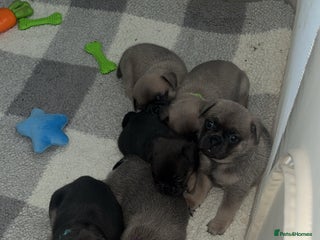 Frug dogs 💙 2boys Frug puppy reduced - Advert 8
