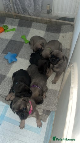 Frug dogs - Advert 7