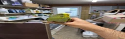 Budgerigars birds for sale: Budgies For Sale - Advert 2