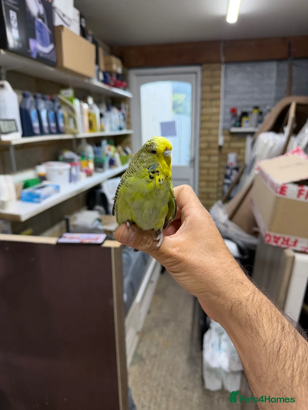 Budgerigars birds for sale: Budgies For Sale - Advert 2